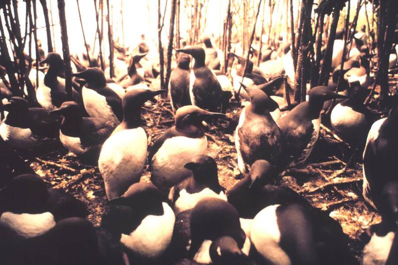 Common Murre flock (Uria aalge) {!--바다오리-->; DISPLAY FULL IMAGE.