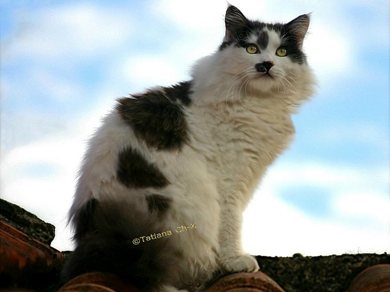 Cat (cross-breed Persan); DISPLAY FULL IMAGE.