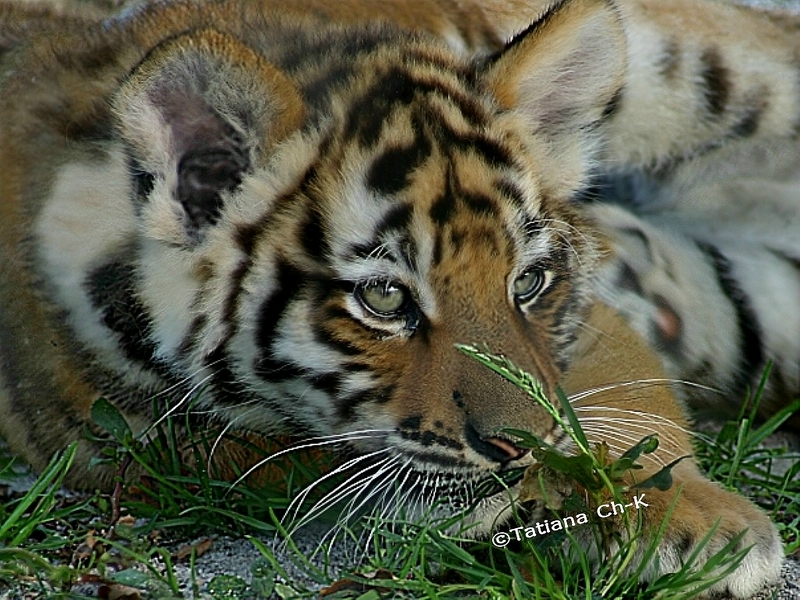 Tiger of Siberia (male baby); DISPLAY FULL IMAGE.