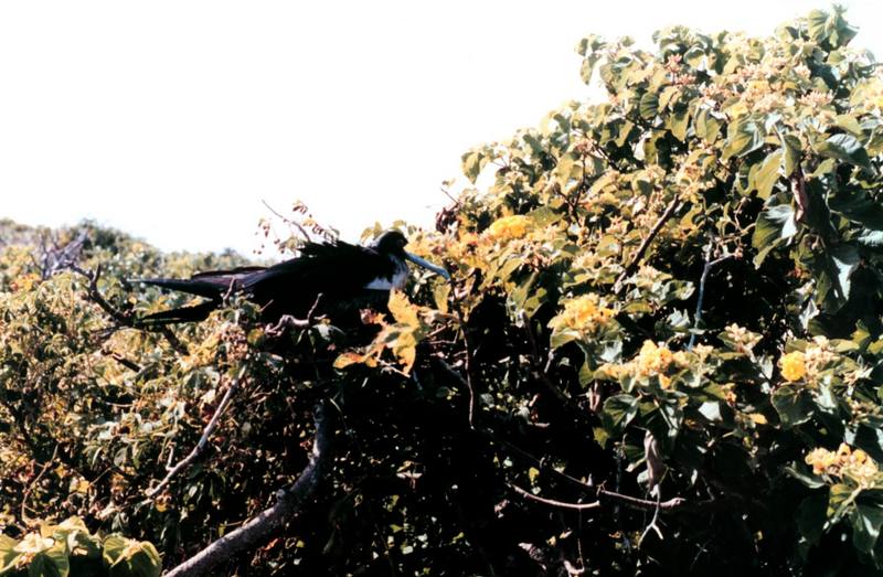 Magnificent Frigatebird (Fregata magnificens) {!--대군함조(大軍艦鳥)-->; DISPLAY FULL IMAGE.