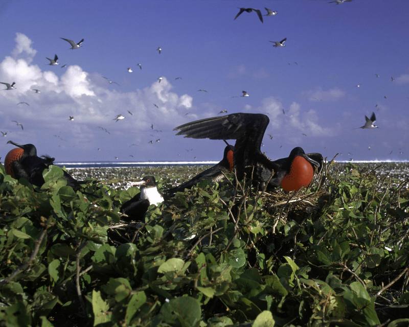Magnificent Frigatebird flock (Fregata magnificens) {!--대군함조(大軍艦鳥)-->; DISPLAY FULL IMAGE.