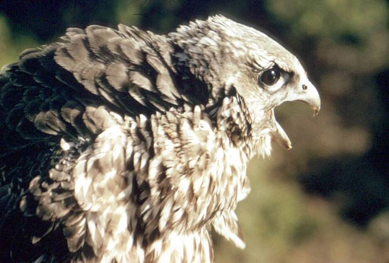 Gyrfalcon (Falco rusticolus) {!--흰매-->; DISPLAY FULL IMAGE.