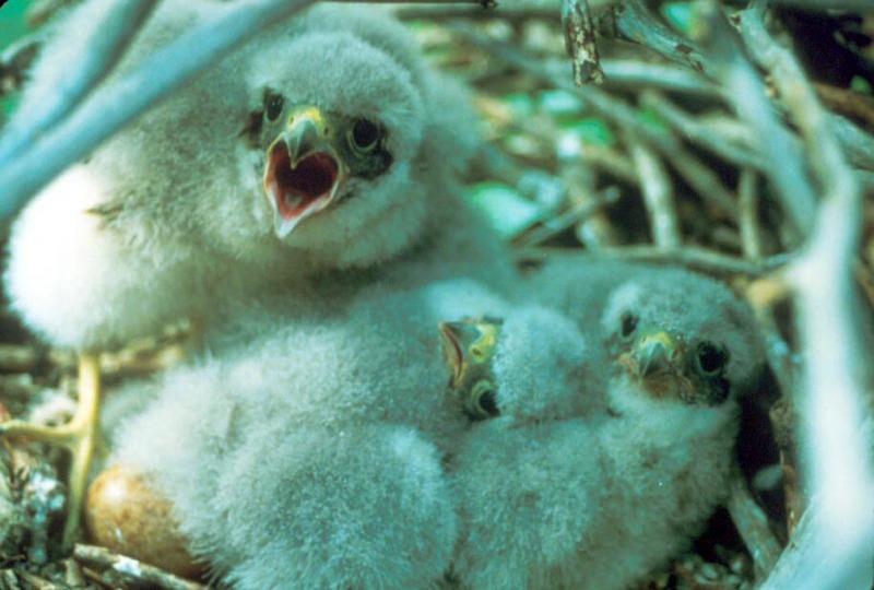Merlin chicks (Falco columbarius) {!--쇠황조롱이-->; DISPLAY FULL IMAGE.