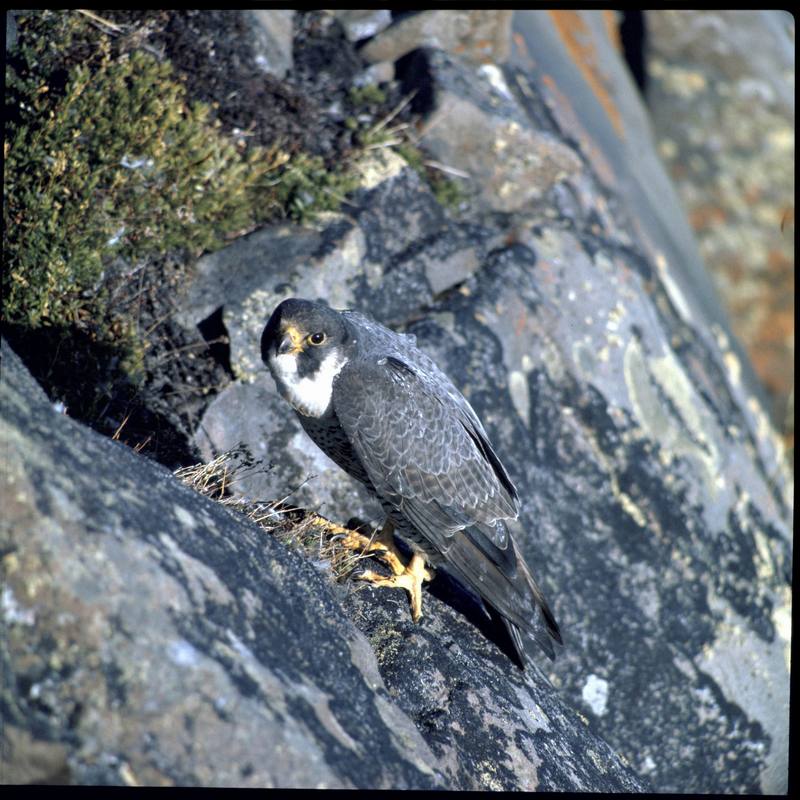 Arctic Peregrine Falcon (Falco peregrinus tundrius) {!--매(송골매)-->; DISPLAY FULL IMAGE.