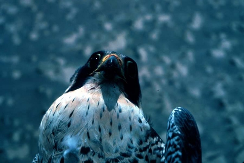 Peregrine Falcon (Falco peregrinus) {!--송골매(미국)-->; DISPLAY FULL IMAGE.