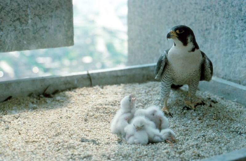 Peregrine Falcon & chicks (Falco peregrinus) {!--송골매(미국)-->; DISPLAY FULL IMAGE.
