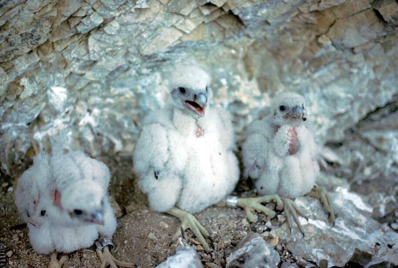 Peregrine Falcon chicks (Falco peregrinus) {!--송골매(미국)-->; DISPLAY FULL IMAGE.