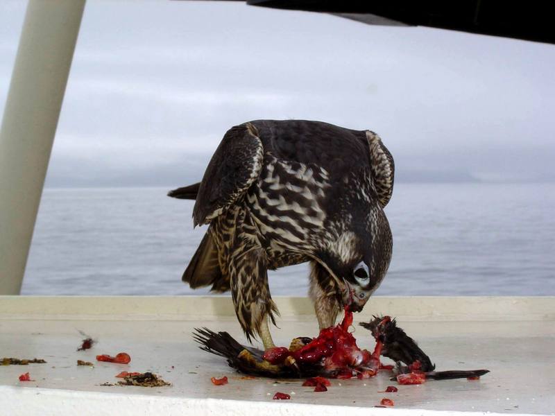 Peregrine Falcon (Falco peregrinus) {!--송골매(미국)-->; DISPLAY FULL IMAGE.
