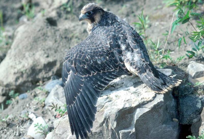 Young Peregrine Falcon (Falco peregrinus) {!--매(송골매)-->; DISPLAY FULL IMAGE.