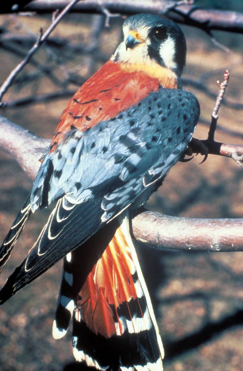 American Kestrel (Falco sparverius) {!--아메리카황조롱이-->; DISPLAY FULL IMAGE.