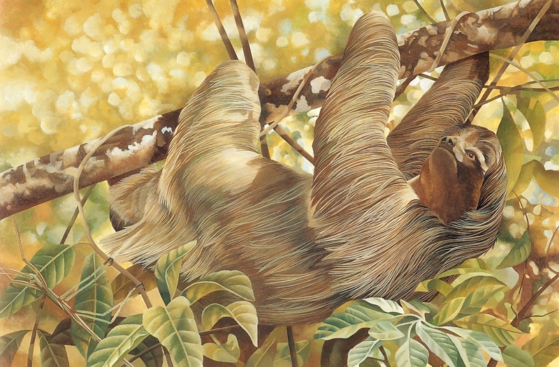Consigliere Scan: Vanishing Species, The Wildlife Art of Laura Regan - 010 Brazilian Three-Toed Tree Sloth; DISPLAY FULL IMAGE.