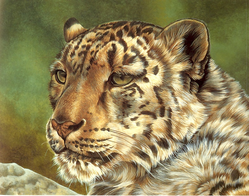 Consigliere Scan: Vanishing Species, The Wildlife Art of Laura Regan - 012 Snow Leopard; DISPLAY FULL IMAGE.