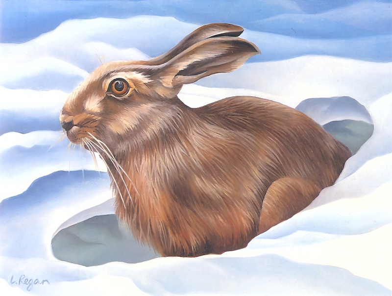 Consigliere Scan: Vanishing Species, The Wildlife Art of Laura Regan - 023 Snowshoe Hare; DISPLAY FULL IMAGE.