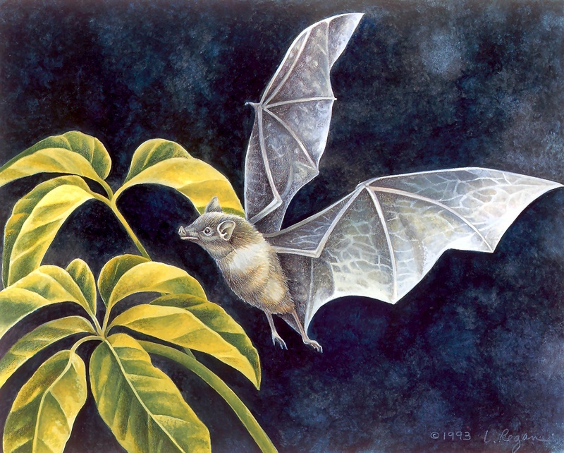 Consigliere Scan: Vanishing Species, The Wildlife Art of Laura Regan - 033 Cave Bat; DISPLAY FULL IMAGE.