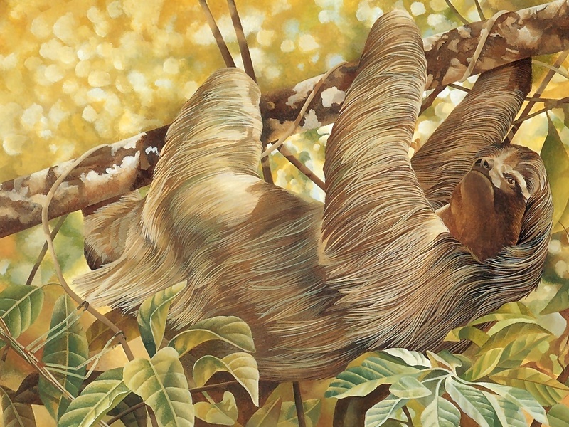 Consigliere Scan: Vanishing Species (Wallpaper) 008 Brazilian Three-Toed Tree Sloth; DISPLAY FULL IMAGE.