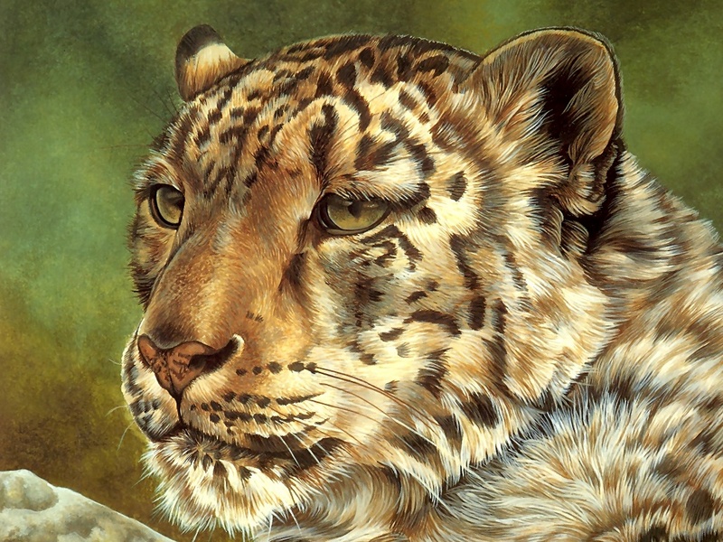 Consigliere Scan: Vanishing Species (Wallpaper) 010 Snow Leopard; DISPLAY FULL IMAGE.