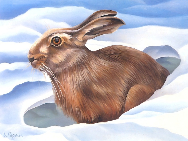 Consigliere Scan: Vanishing Species (Wallpaper) 020 Snowshoe Hare; DISPLAY FULL IMAGE.