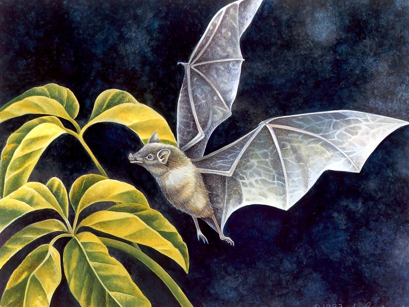 Consigliere Scan: Vanishing Species (Wallpaper) 030 Cave Bat; DISPLAY FULL IMAGE.