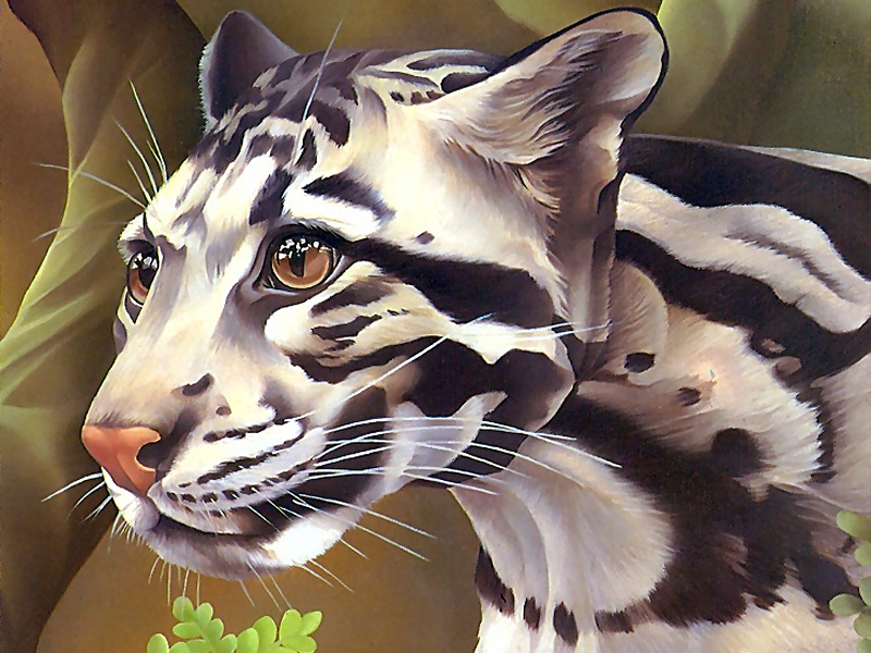 Consigliere Scan: Vanishing Species (Wallpaper) 036 Clouded Leopard; DISPLAY FULL IMAGE.