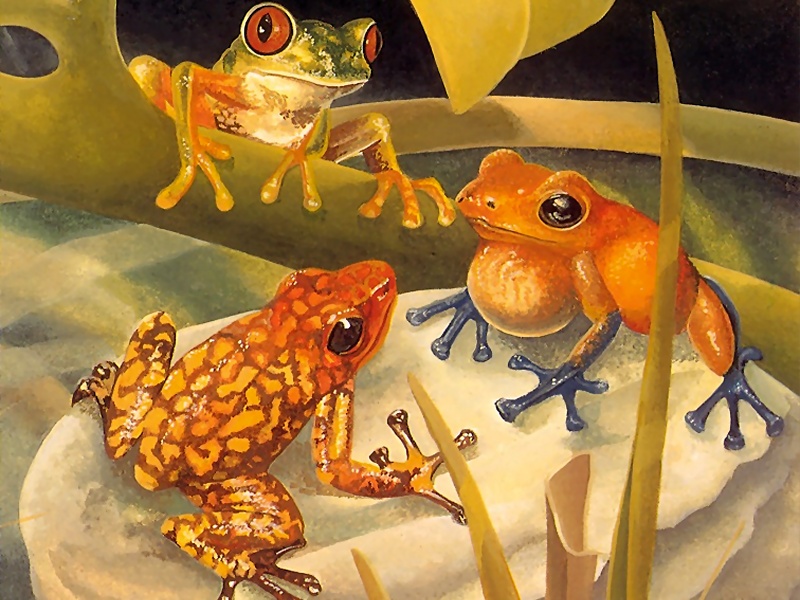 Consigliere Scan: Vanishing Species (Wallpaper) 037 Poison Dart Frog; DISPLAY FULL IMAGE.