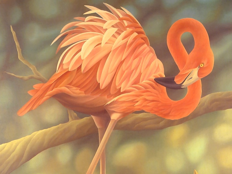 Consigliere Scan: Vanishing Species (Wallpaper) 040 American Flamingo; DISPLAY FULL IMAGE.