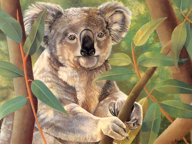 Consigliere Scan: Vanishing Species (Wallpaper) 045 Koala; DISPLAY FULL IMAGE.