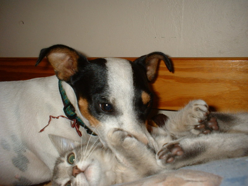 Cat & Dog; DISPLAY FULL IMAGE.