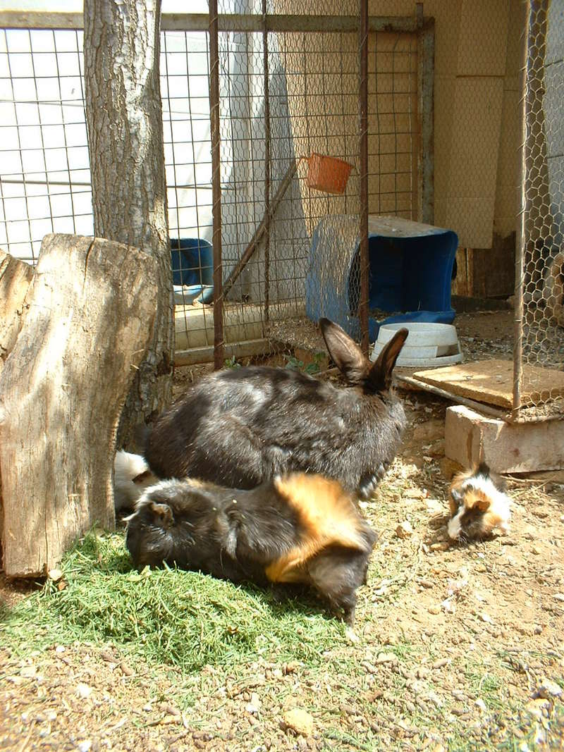 Rabbit & Guinea Pig; DISPLAY FULL IMAGE.