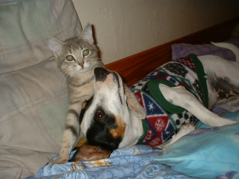 Dog & Cat; DISPLAY FULL IMAGE.