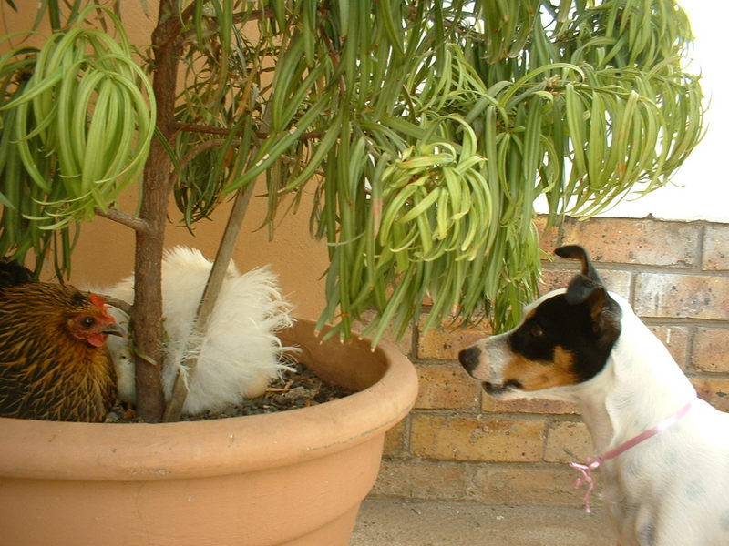 Chicken & Dog; DISPLAY FULL IMAGE.