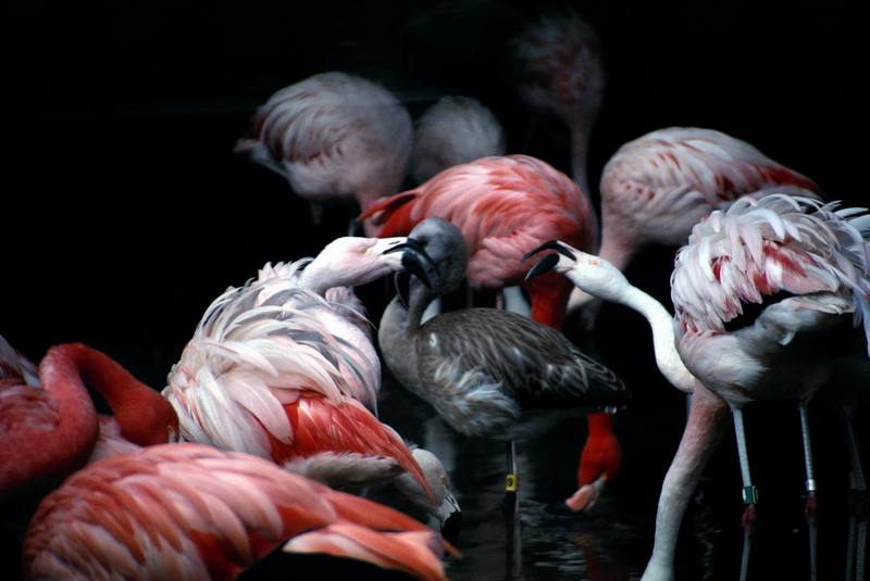 Greater Flamingo flock (Phoenicopterus ruber) {!--큰홍학(-紅鶴)-->; DISPLAY FULL IMAGE.