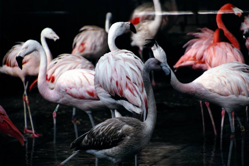 Caribbean Flamingo flock (Phoenicopterus ruber) {!--큰홍학(-紅鶴)-->; DISPLAY FULL IMAGE.