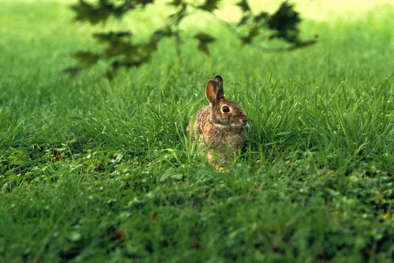 Eastern Cottontail Rabbit (Sylvilagus floridanus) {!--동부솜꼬리토끼-->; DISPLAY FULL IMAGE.