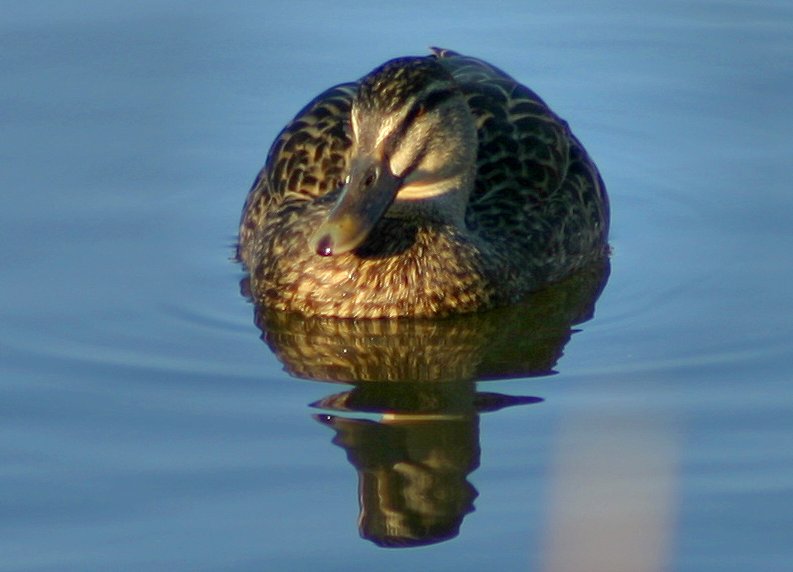 Pacific Black Duck; DISPLAY FULL IMAGE.