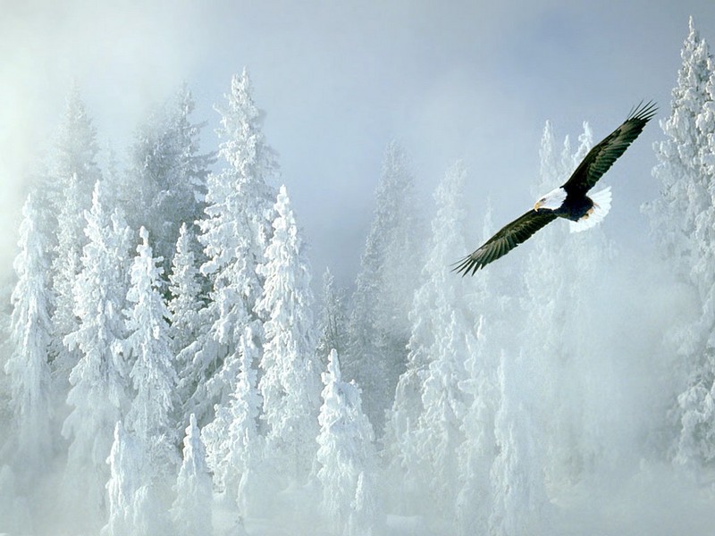 Screen Themes - Alaskan Wilderness - Bald Eagle & Snowy Pines; DISPLAY FULL IMAGE.