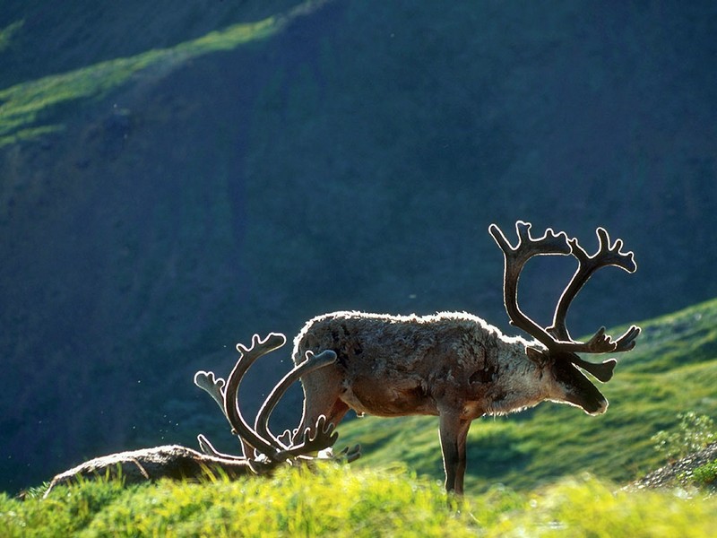 Screen Themes - Alaskan Wilderness - Caribou; DISPLAY FULL IMAGE.