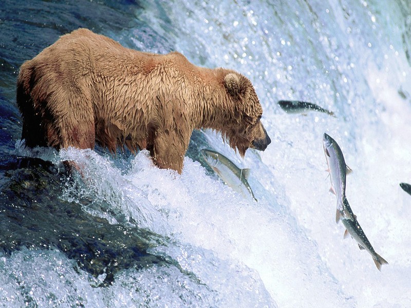 Screen Themes - Alaskan Wilderness - Grizzly Bear Gone Fishing; DISPLAY FULL IMAGE.