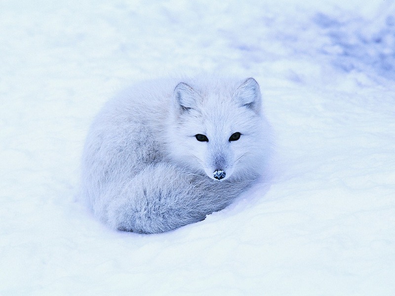 Screen Themes - Arctic Adventures - Arctic Fox Lying on Snow; DISPLAY FULL IMAGE.