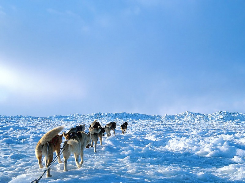 Screen Themes - Arctic Adventures - Dog Sled Team; DISPLAY FULL IMAGE.