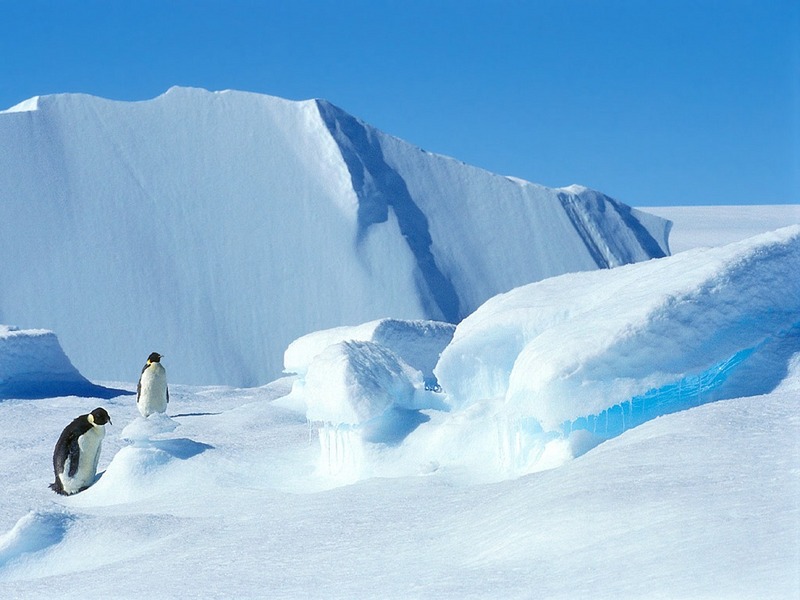 Screen Themes - Arctic Adventures - Emperor Penguins in the Snow; DISPLAY FULL IMAGE.