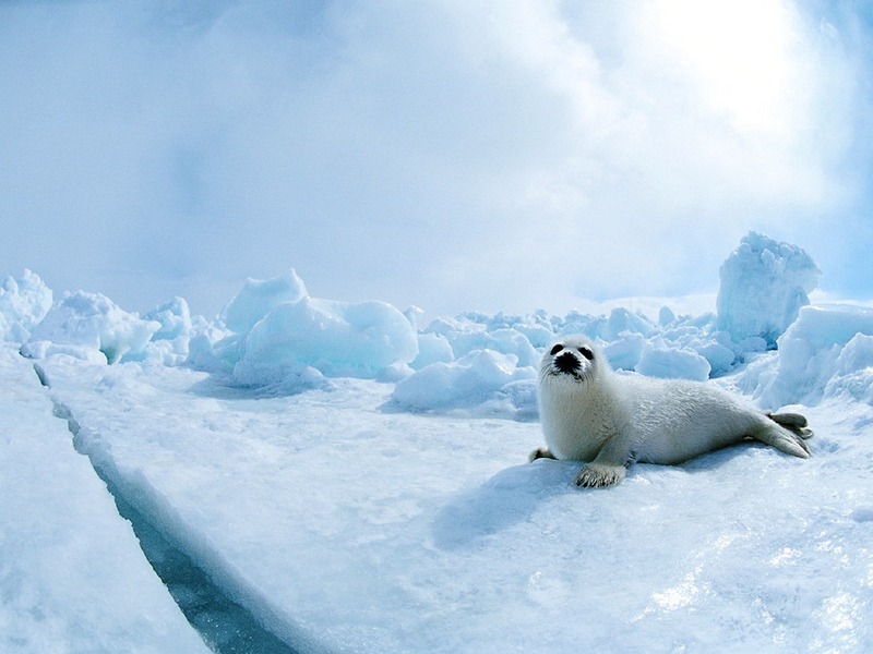 Screen Themes - Arctic Adventures - Harp Seal near Crevasse; DISPLAY FULL IMAGE.