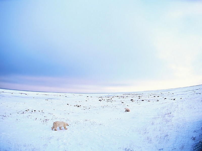 Screen Themes - Arctic Adventures - Polar Bears on Ice Field; DISPLAY FULL IMAGE.