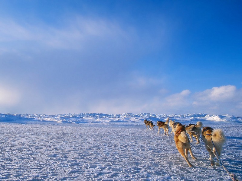 Screen Themes - Arctic Adventures - Sled Dogs Running in Snowfield; DISPLAY FULL IMAGE.