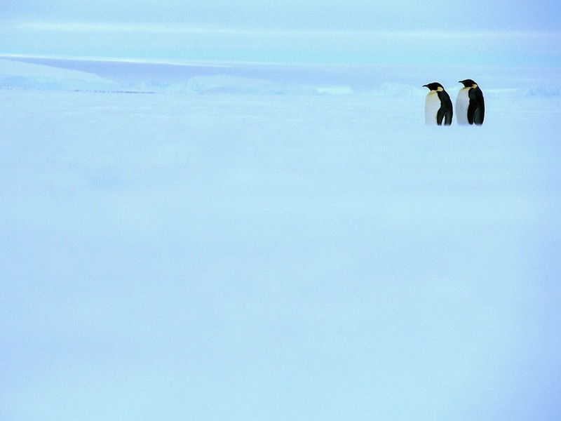 Screen Themes - Arctic Adventures - Two Emperor Penguins on Ice; DISPLAY FULL IMAGE.