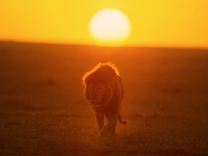 Screen Themes - Big Cats - African Lion at Sunrise; DISPLAY FULL IMAGE.