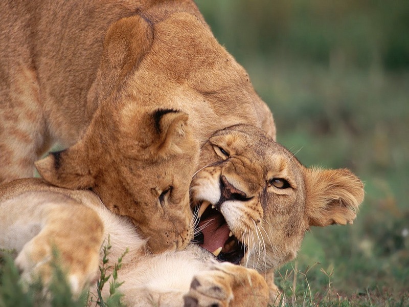 Screen Themes - Big Cats - African Lion Cub Wrestling; DISPLAY FULL IMAGE.