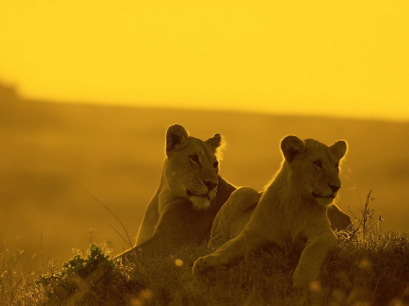 Screen Themes - Big Cats - African Lioness & Cub; DISPLAY FULL IMAGE.