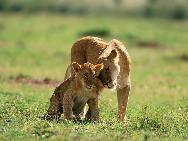 Screen Themes - Big Cats - African Lioness Rubbing Cub; DISPLAY FULL IMAGE.
