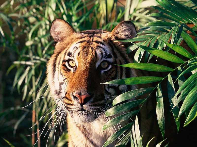 Screen Themes - Big Cats - Bengal Tiger; DISPLAY FULL IMAGE.