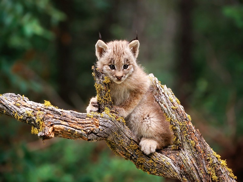 Screen Themes - Big Cats - Canadian Lynx Kitten; DISPLAY FULL IMAGE.